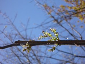 Fleurs de Fraxinus quadrangulata Fleurs de Fraxinus quadrangulata